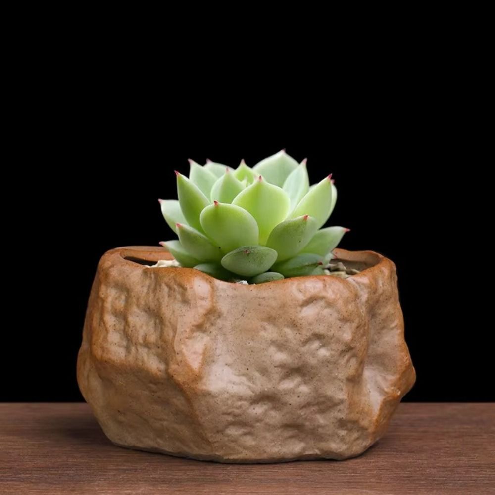 Seramik Etli Bitki Saksıları T - Aloe Vera Pot incelemesi ve fiyatı