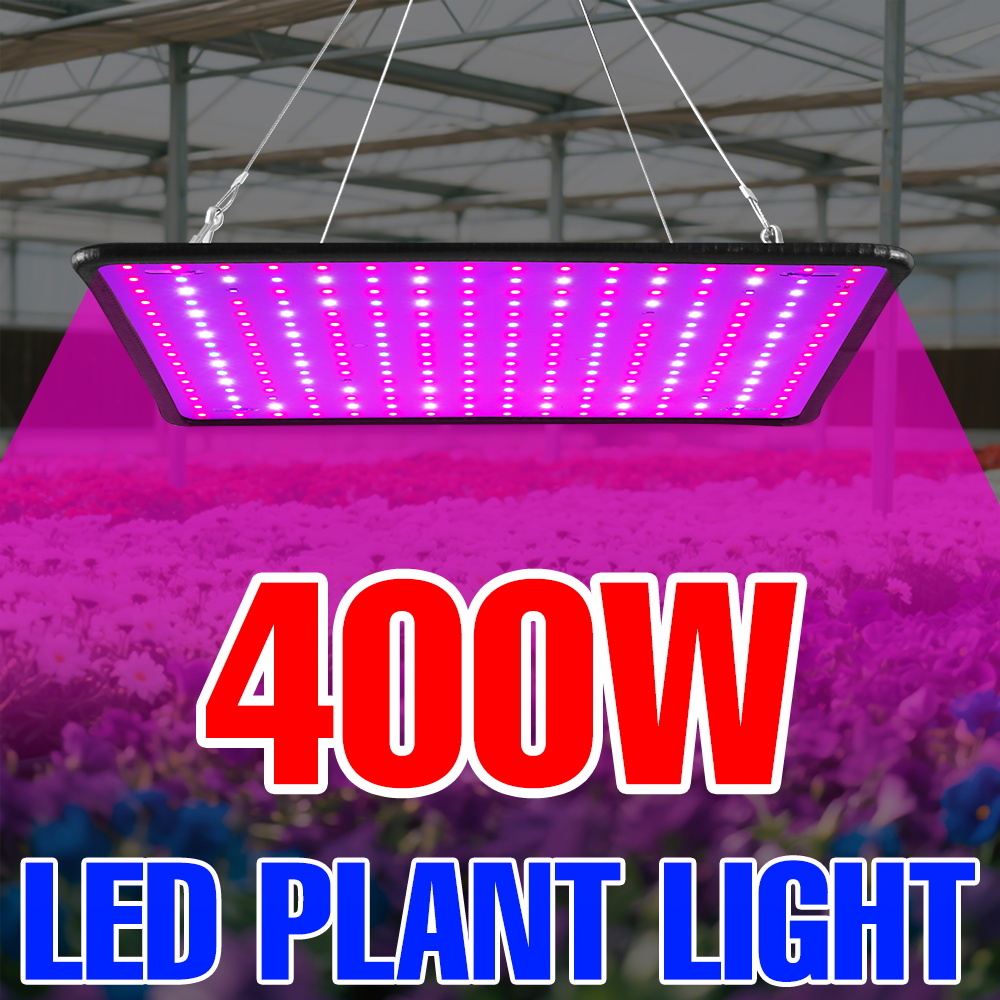 400W LED Büyüme Lambası Tam Sp - Echeveria Succulent incelemesi ve fiyatı