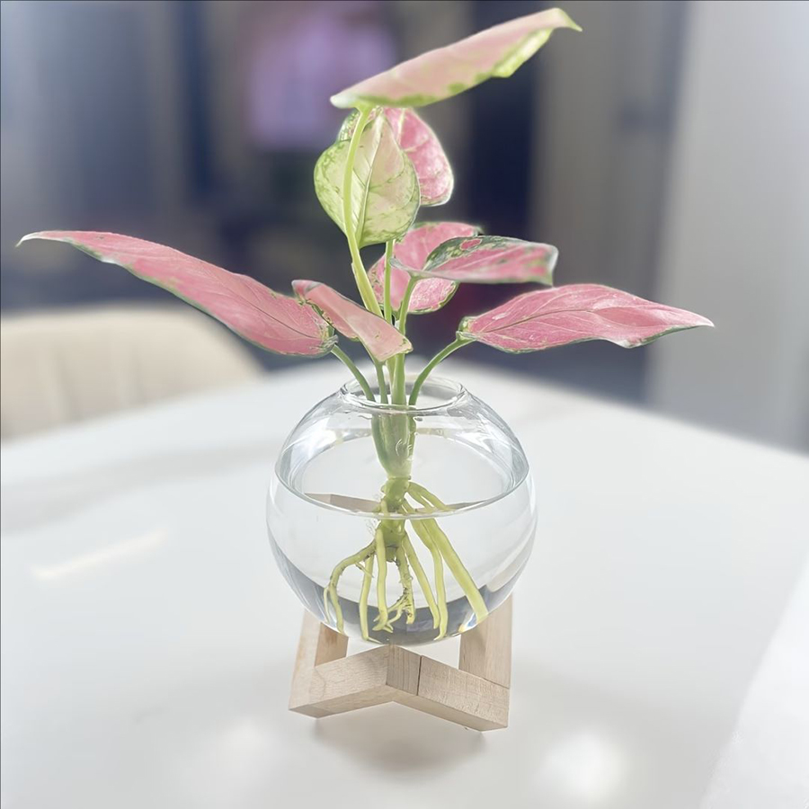 Küresel Cam Saksılı ve Ahşap S - Aloe Vera Pot incelemesi ve fiyatı