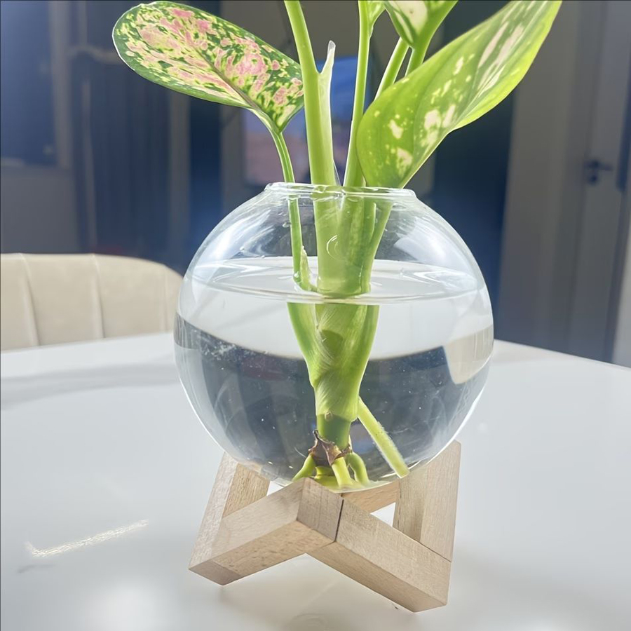 Küresel Cam Saksılı ve Ahşap S - Aloe Vera Pot incelemesi ve fiyatı