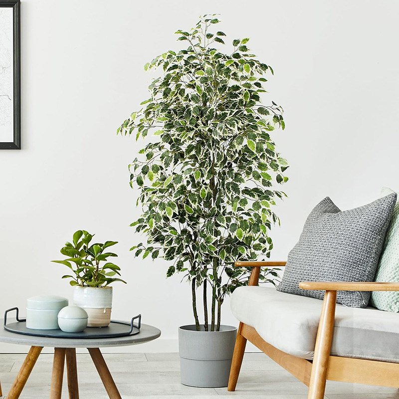70in Yapay Ficus Ağacı Sahte Z - Ficus Lyrata Tree incelemesi ve fiyatı
