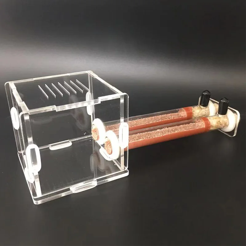 DIY Çeşitli Boyut Karınca Çift - Begonia Rex incelemesi ve fiyatı