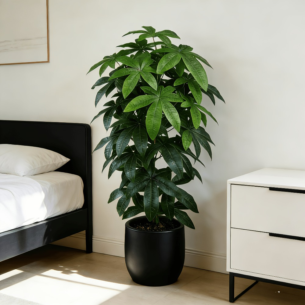 Bilimsel olarak bilinen para a - Dracaena Marginata incelemesi ve fiyatı